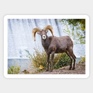 Bighorn sheep. Sticker